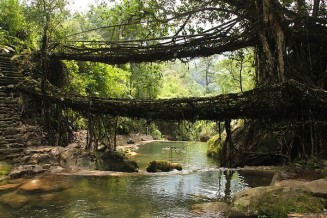 Living Bridges